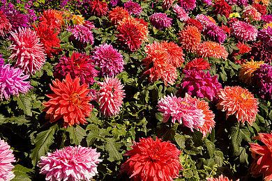 Team17将发行多人派对游戏《奇喵派对》PC版